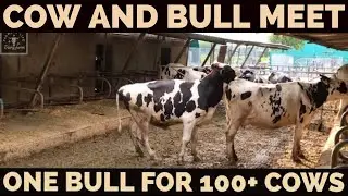 Young Bull Meet With Another Beautiful Cow Today | Cow And Bull