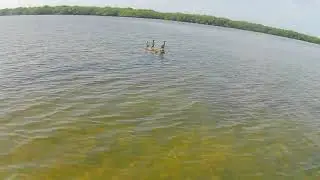 cormorants