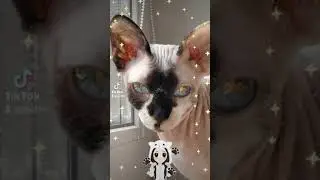 Cat милота любимая мимимишечка 