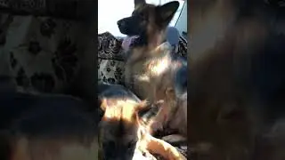 Едем на племенной смотр 👌😉 