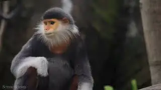 monyet