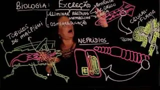 Aula 105 FISIOLOGIA ANIMAL Excreção parte 1 - Aulas ENEM