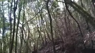 Реликтовые леса на Тенерифе, продолжение.(1)