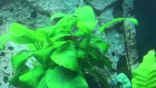 Red cherry shrimp day 2