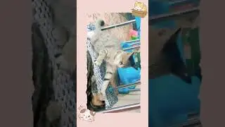 anak kucing