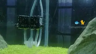 75 gallon planted aquarium with carpet seeds