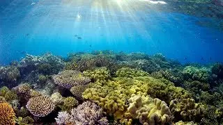 Exciting underwater world Croatia