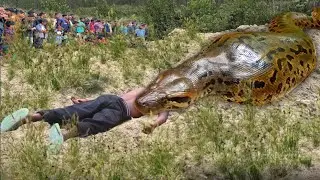 Anaconda Snake Attack Boys In Forest | An Anaconda Snake Attack Brief Story Part-17