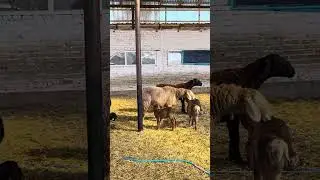 Арашан койлорго салынган навес