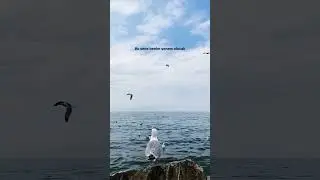 Untitled video