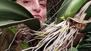 Tem que ter raizes para a planta viver