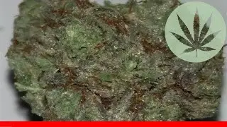 Omega - All About This Strain