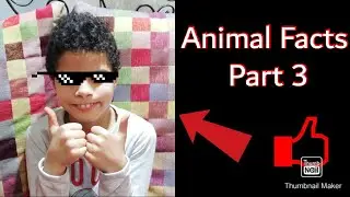 Animal facts part 3