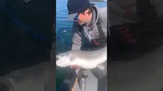 Monster Lake Trout!  #fishing #guidedfishing #bigfish #vikinglodge