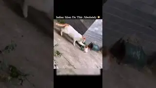 This Cat was definitely an Indian Cat Mother 😁🥰