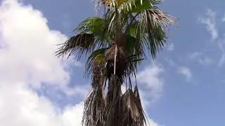 Colpothrinax wrightii With Seed