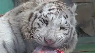 ОЧЕНЬ ВКУСНО!😋💯Как обедают молодые белые тигры в Тайгане?!🐯🐯🍗