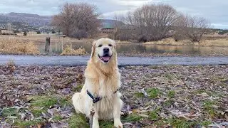 Duck pond visit with my golden retriever @ladyhoneythegolden