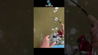 Casting Kakap Besar di Spot Sempit #fishing #simancing #shorts