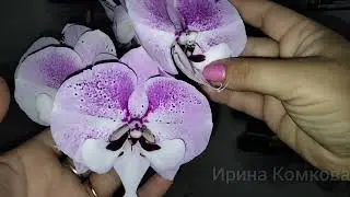Цветение орхидеи Ангелина, Phal. Charming Angelina