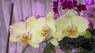 Продолжение созерцательной сессии 😋 и охоты на трипса 🕵️