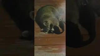 Raccoons🦝 are like cats🐱