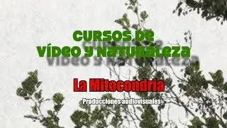 Cursos de vídeo y naturaleza