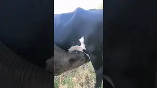 #cow