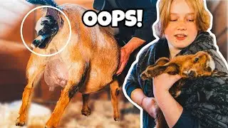 Don't stop MAMA, that's only the head! (miniature goat birth)