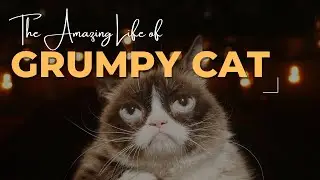 The Life of Grumpy Cat  From Memes to Stardom