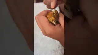 canary singing
