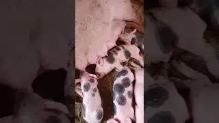 #лапули#красотули#сладкий сон#