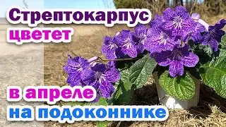 Streptocarpus blooms in April. Growing streptocarpus babies
