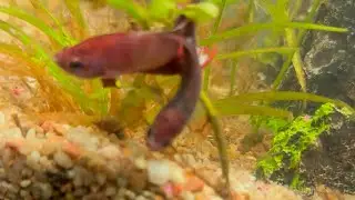 Betta fish Male and Female together in tank #betta #kaofw #shorts