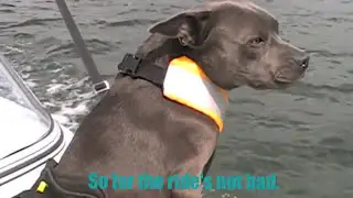 My Dog's Speedboat Ride | Bella the dog Is Not Liking It