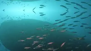 Wreck Scuba Diving, Espíritu de Buceo PADI Dive Center Tenerife.