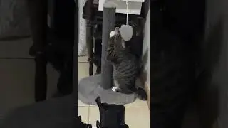 Найденыш-добрая весточка с нового дома. Часть1-