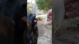 Diga NÃO à maldade com cães. 