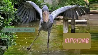 КИТОГЛАВ🐦/Животные life/Птицы/Животные/Интересные факты