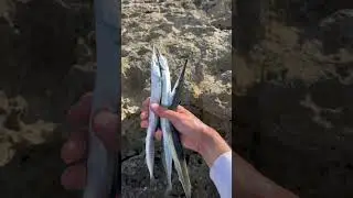 Ловим Саргана в Черном море! 