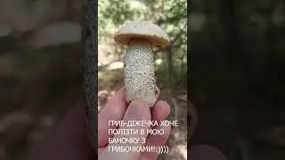 Знайшов в лісі цей гриб підосичник немов діжечка, полізе в мою баночку!#shorts