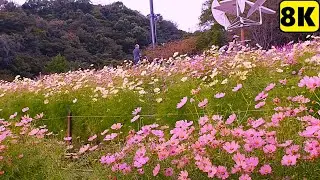 8K 30fps【神戸布引ハーブ園/コスモスなど/2024】11/5(火)10:00～13:00頃