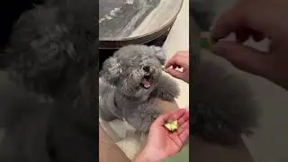 Poodle eats cucumbers with an exaggerated expression #shorts #poodle