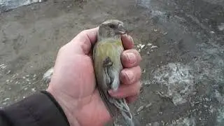 Мой ответ оппонентам.