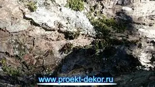 Уход за корой дерева
