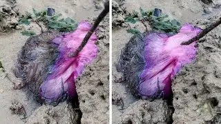 Mysterious Gooey Sea Creature Washes Up On Beach In Thailand #shorts