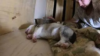 4 щенка хаски ! Пятый день жизни 