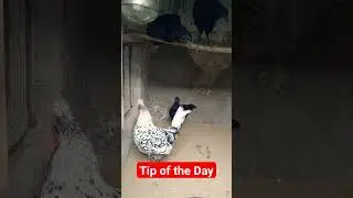 Chickens Care Tips | Sticks in the cage