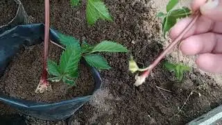 Лёгкий способ  укоренения ежевики.
