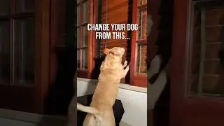 PupHush.com Bark Training Just Fixed My Dog’s Barking | Amazing 🐕 🐩 🐶
